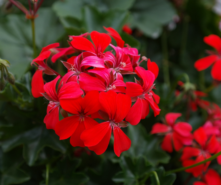pelargonia